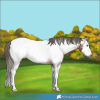 Horse Color:Gray Bay Splash Appaloosa Rabicano 