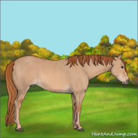 Horse Color:Red Dun Brindle 