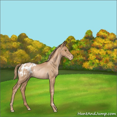 Horse Color:Chestnut Pearl Appaloosa Rabicano 