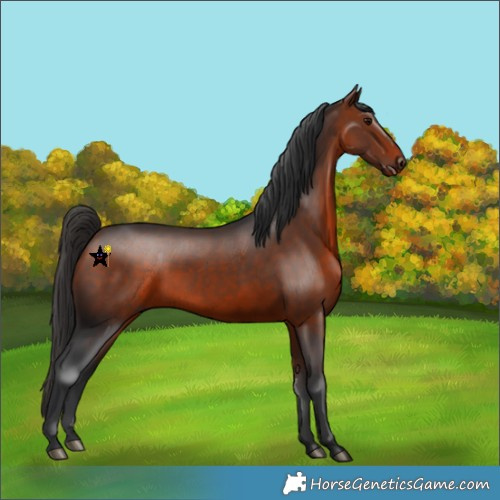 Horse Color:Bay 