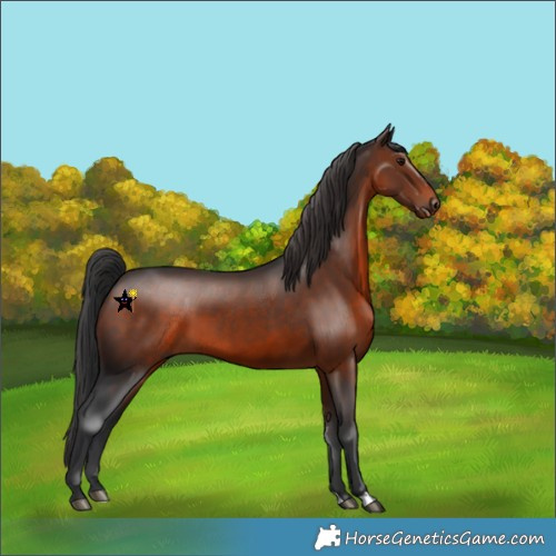 Horse Color:Brown 