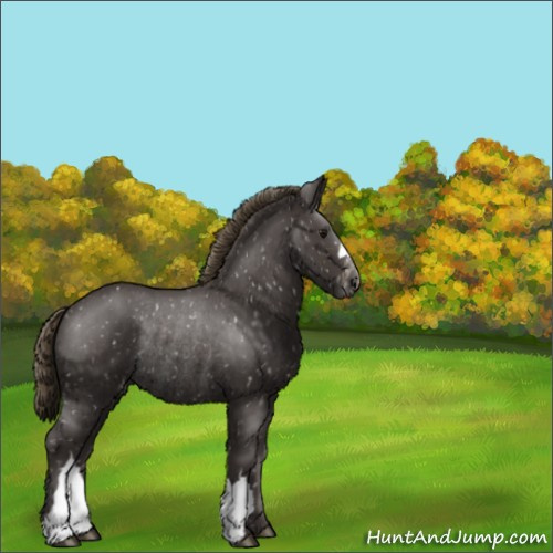 Horse Color:Smoky Black Appaloosa Rabicano 