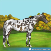 Horse Color:White Spotted Buckskin Appaloosa 