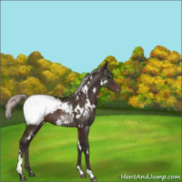 Horse Color:White Spotted Silver Brown Appaloosa 