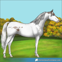 Horse Color:Liver Chestnut Mushroom Splash Tobiano Rabicano 