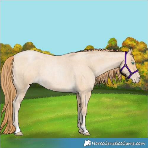 Horse Color:Smoky Blue Roan Pearl