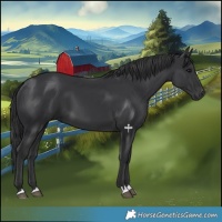 Horse Color:Black 