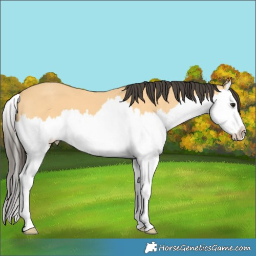 Horse Color:Buckskin Splash