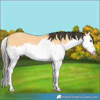 Horse Color:Buckskin Splash
