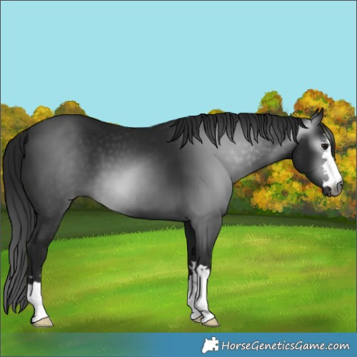 Horse Color:Gray Black