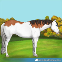 Horse Color:Bay Splash 