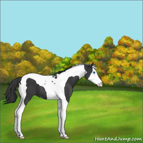 Horse Color:Black Splash Tobiano