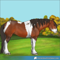Horse Color:Bay Sabino Tobiano 