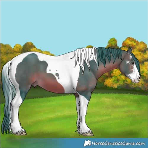 Horse Color:Watercolor Brown Sabino Tobiano 