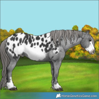 Horse Color:Black Frame Appaloosa 