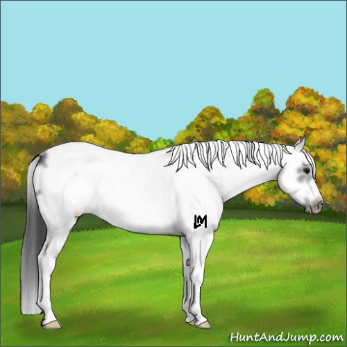 Horse Color:White Spotted Black Splash Frame Appaloosa