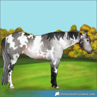 Horse Color:Gray White Spotted Brown Rabicano 
