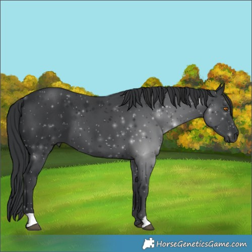Horse Color:Black 