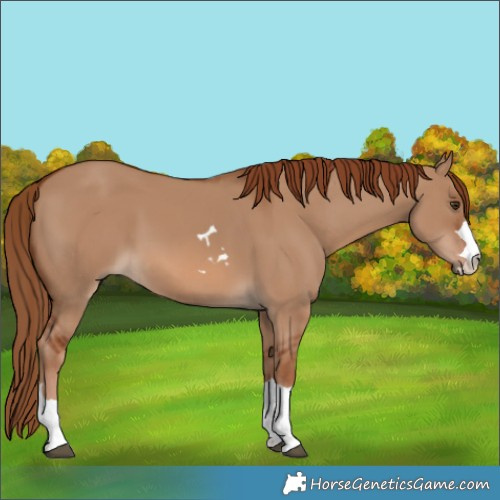 Horse Color:Red Dun 