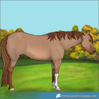 Horse Color:Red Dun 