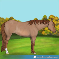 Horse Color:Red Dun Rabicano 