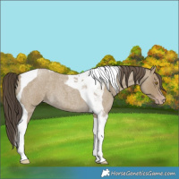 Horse Color:Classic Cream Champagne Roan Tobiano 