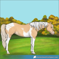Horse Color:Gold Cream Champagne Tobiano 