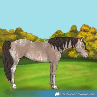 Horse Color:Sable Champagne Ice 