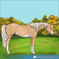 Horse Color:Gold Cream Champagne 