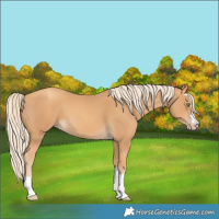 Horse Color:Gold Cream Champagne