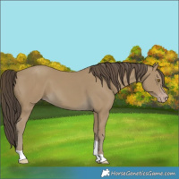 Horse Color:Classic Cream Champagne Tobiano 