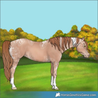 Horse Color:Gold Champagne Ice Tobiano 