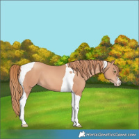 Horse Color:Gold Champagne Tobiano