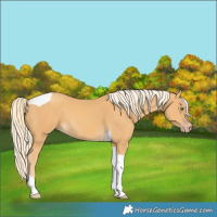 Horse Color:Gold Cream Champagne Tobiano 
