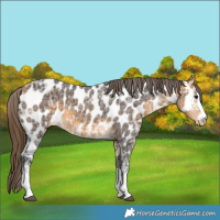 Horse Color:Buckskin Ice Near Leopard 