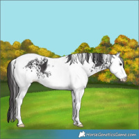 Horse Color:White Spotted Smoky Black Tobiano 