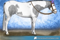 Horse Color:Blue Roan Splash Tobiano 
