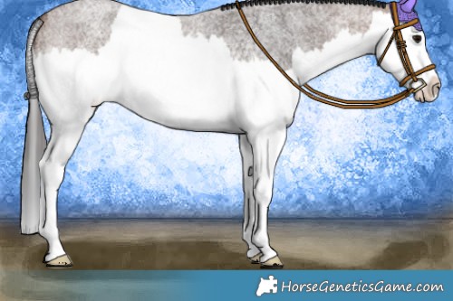 Horse Color:Brown Roan Splash 