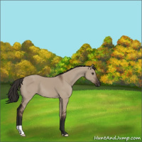 Horse Color:Liver Red Dun