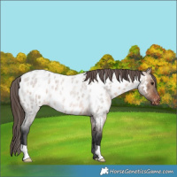 Horse Color:Brown Roan Dun Appaloosa 