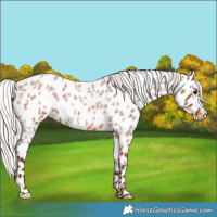 Horse Color:Silver Bay Roan Leopard 