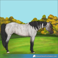 Horse Color:Brown Roan Dun 