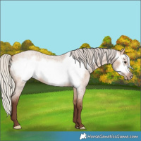 Horse Color:Silver Bay Roan Dun Frame