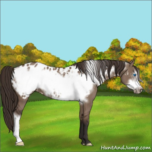 Horse Color:Liver Red Dun Frame Appaloosa