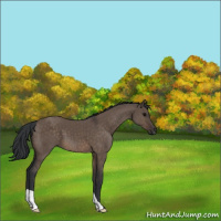 Horse Color:Brown Dun 