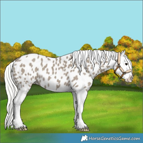 Horse Color:Silver Smoky Grullo Splash Appaloosa 