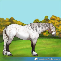 Horse Color:Gray Silver Bay Roan Frame Appaloosa Rabicano
