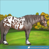 Horse Color:Brown Appaloosa 