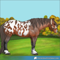 Horse Color:Brown Appaloosa 