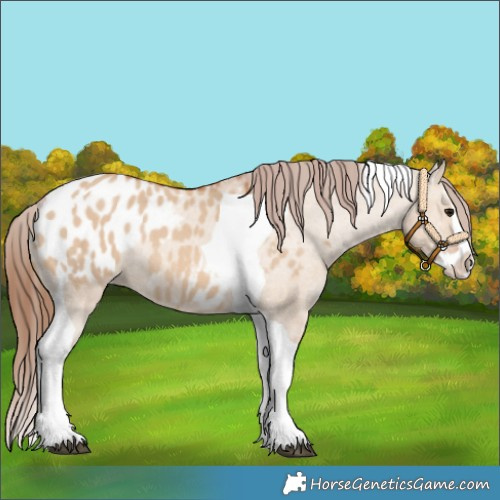 Horse Color:Bay Dun Splash Tobiano Appaloosa Rabicano 